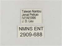 淡褐脈粉蝶藏品圖，第3張