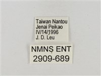 淡褐脈粉蝶藏品圖，第3張