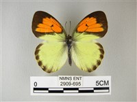 異粉蝶、雌白黃蝶藏品圖，第1張