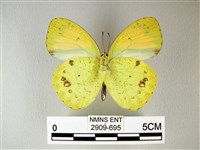 異粉蝶、雌白黃蝶藏品圖，第2張