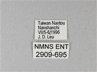 異粉蝶、雌白黃蝶藏品圖，第3張