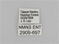 切翅眉眼蝶藏品圖，第3張