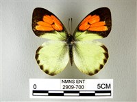 異粉蝶、雌白黃蝶藏品圖，第1張