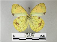 異粉蝶、雌白黃蝶藏品圖，第2張