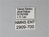 異粉蝶、雌白黃蝶藏品圖，第3張