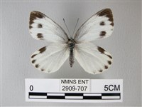 緣點白粉蝶藏品圖，第1張