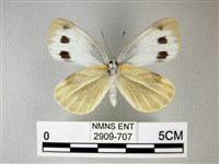 緣點白粉蝶藏品圖，第2張