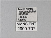 緣點白粉蝶藏品圖，第3張