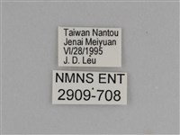臺灣絹蛺蝶藏品圖，第3張