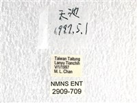 翠鳳蝶蘭嶼亞種藏品圖，第3張