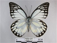 鋸粉蝶藏品圖，第1張