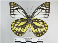 鋸粉蝶藏品圖，第2張