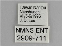 鋸粉蝶藏品圖，第3張