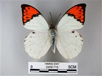 橙端粉蝶、端紅蝶藏品圖，第1張