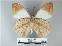 橙端粉蝶、端紅蝶藏品圖，第2張