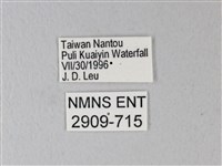 橙端粉蝶、端紅蝶藏品圖，第3張