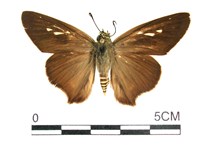 長翅弄蝶藏品圖，第1張