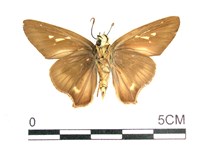 長翅弄蝶藏品圖，第2張