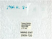 長翅弄蝶藏品圖，第3張