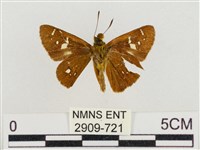 碎紋孔弄蝶藏品圖，第2張