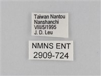 小波眼蝶藏品圖，第3張