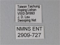 白絹粉蝶藏品圖，第3張