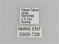 樺斑蝶藏品圖，第3張
