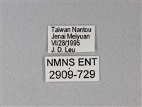 異粉蝶、雌白黃蝶藏品圖，第3張