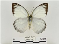 淡褐脈粉蝶藏品圖，第1張