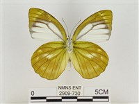 淡褐脈粉蝶藏品圖，第2張