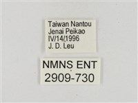 淡褐脈粉蝶藏品圖，第3張