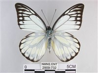 鋸粉蝶藏品圖，第1張