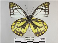 鋸粉蝶藏品圖，第2張