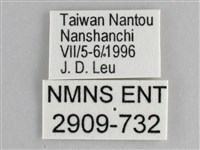 鋸粉蝶藏品圖，第3張