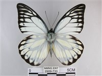 鋸粉蝶藏品圖，第1張