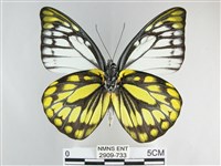 鋸粉蝶藏品圖，第2張