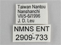 鋸粉蝶藏品圖，第3張