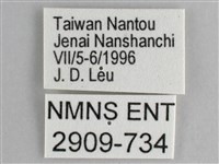 細帶環蛺蝶藏品圖，第3張