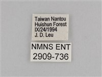 切翅眉眼蝶藏品圖，第3張