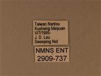 苧麻細蝶藏品圖，第3張