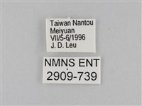 豆環蛺蝶藏品圖，第3張