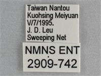 細帶環蛺蝶藏品圖，第3張