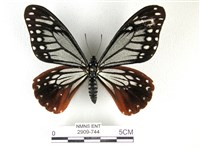 斑鳳蝶藏品圖，第1張