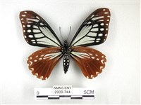 斑鳳蝶藏品圖，第2張