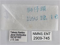 森林暮眼蝶、黑樹蔭蝶藏品圖，第3張