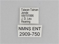 樺斑蝶藏品圖，第3張