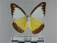 異色尖粉蝶藏品圖，第2張