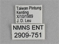 異色尖粉蝶藏品圖，第3張