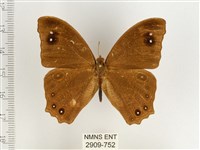 暮眼蝶、樹蔭蝶藏品圖，第1張