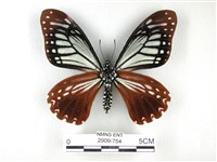 斑鳳蝶藏品圖，第2張
